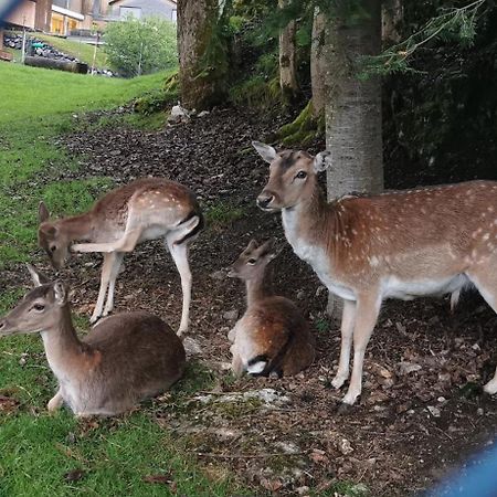 Ferienwohnung An Der Alten Saege Bezau Exteriör bild